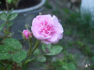 Rosa x centifolia 'De Meaux' 