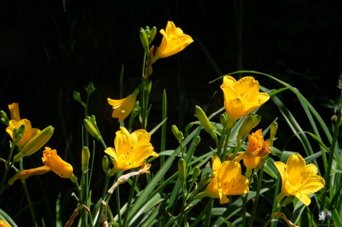 Sunny Bit - Tamberg 1998