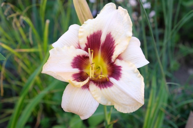 Raspberry Candy - Stamile 1992