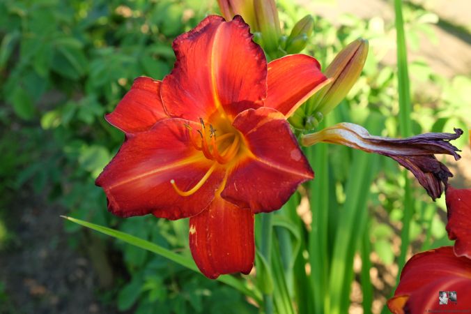 Fiesta Cubana - Tamberg 2005