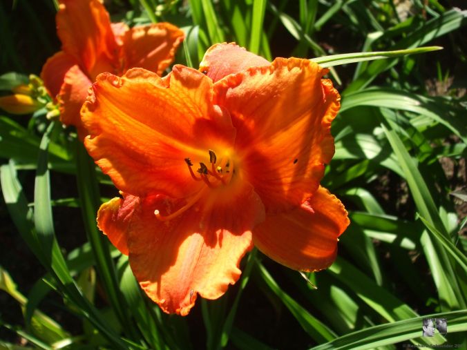 Hot Wire - Stamile 1986