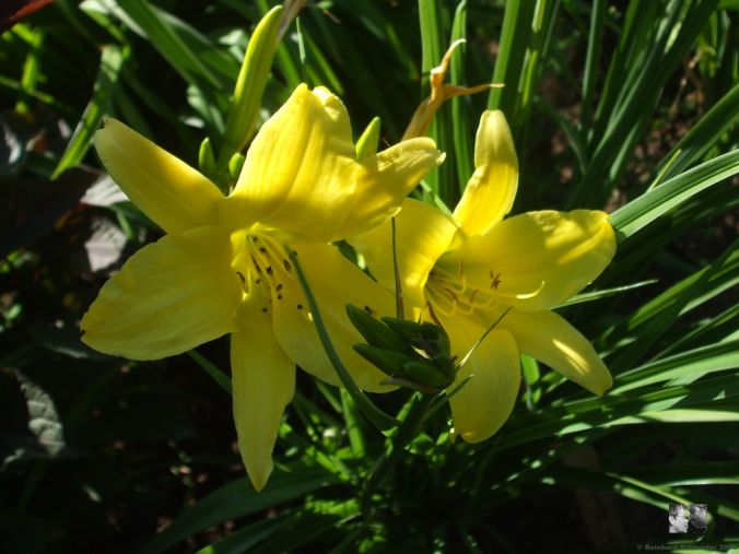 Hyperion - Mead 1924