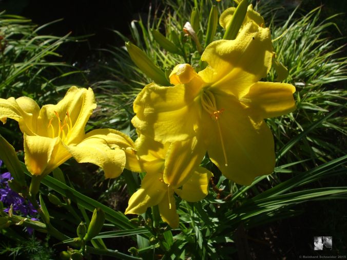 Zitronenriese - Tamberg 86