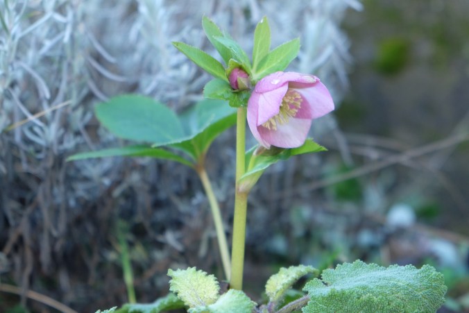 Helleborus orientalis (Sämling)