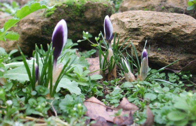 Crocus chrysanthus 'Prins Claus'