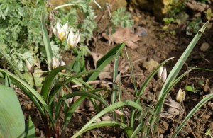 Tulipa turkestanica