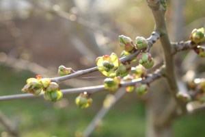 Schneider's späte Knorpelkirsch