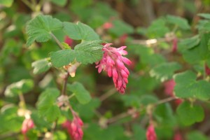 Ribes sanguineum - Blut-Johannisbeere