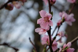 Roter Ellerstädter Pfirsich