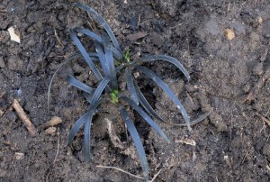 Ophiopogon planiscapus 'Niger' - Schwarzer Schlangenbart