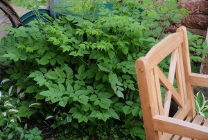  Aruncus dioicus - Wald-Geißbart