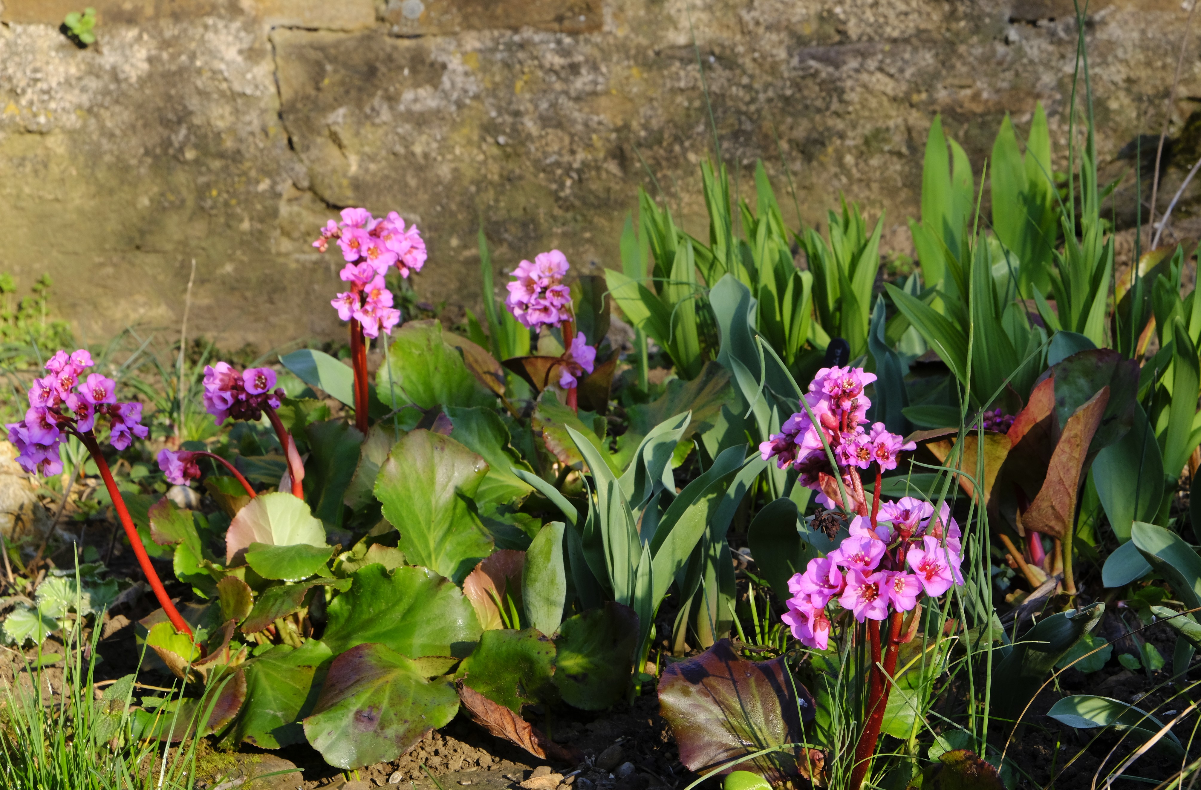 Frühlingsgarten im März